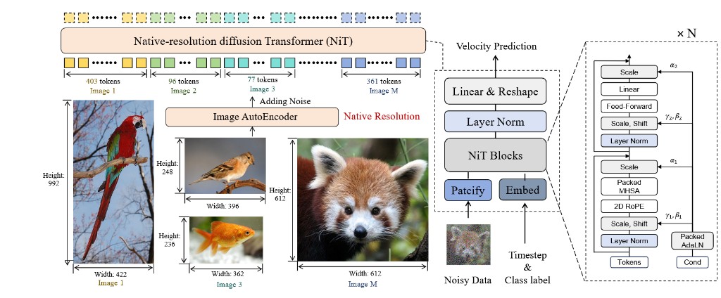 Native-resolution Transformer architecture